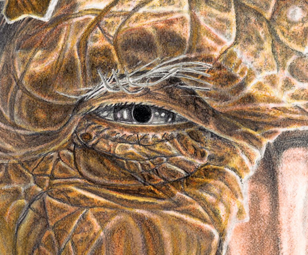 ADAM, detail of old man eye