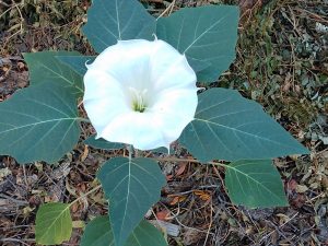 Beautiful Native Flower, the Datura is native to New Mexico.  It's blooming in my yard, but it's poisonous