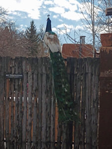 Peacock sits atop coyote fencing along Canyon Road in Santa Fe NM